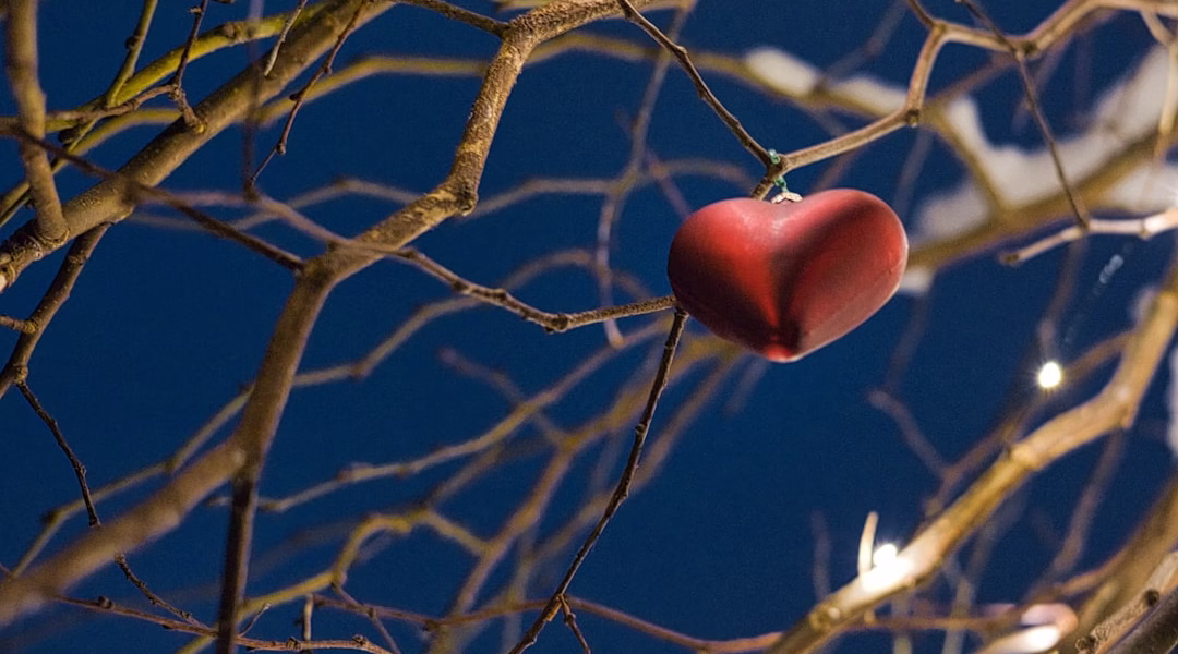 孤兒淚裡的眼淚教我珍惜 孤兒淚裡的眼淚教我珍惜