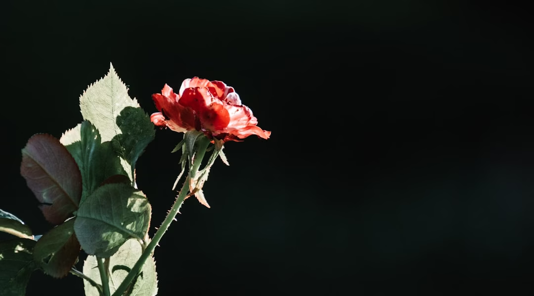 一段回憶的後悔與愛 一段回憶的後悔與愛