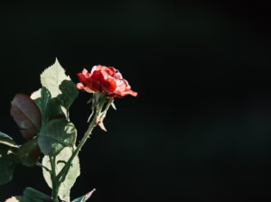 一段回憶的後悔與愛 一段回憶的後悔與愛