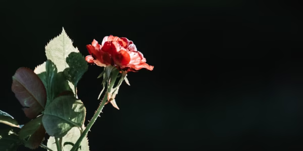 一段回憶的後悔與愛