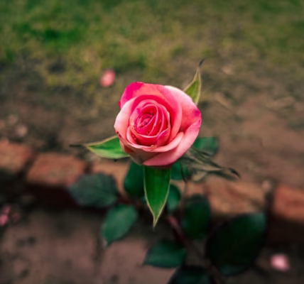 後悔愛上你 後悔愛上你