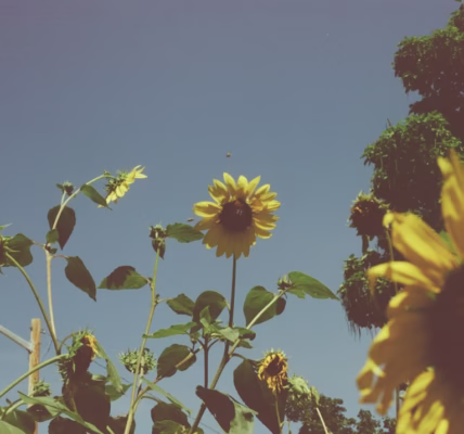 那個夏天,我把你收進心底 那個夏天,我把你收進心底