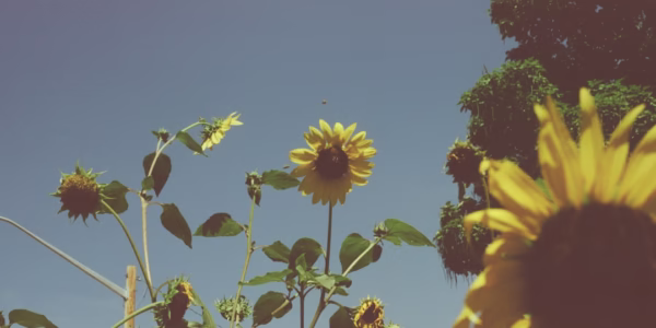 那個夏天，我把你收進心底