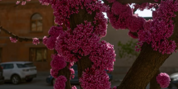 春風滿小城：放學路上的回憶