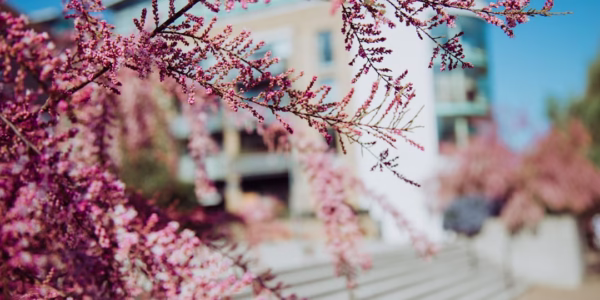 春風在青春的角落輕吻我