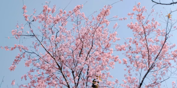 春風滿小城，童心再起