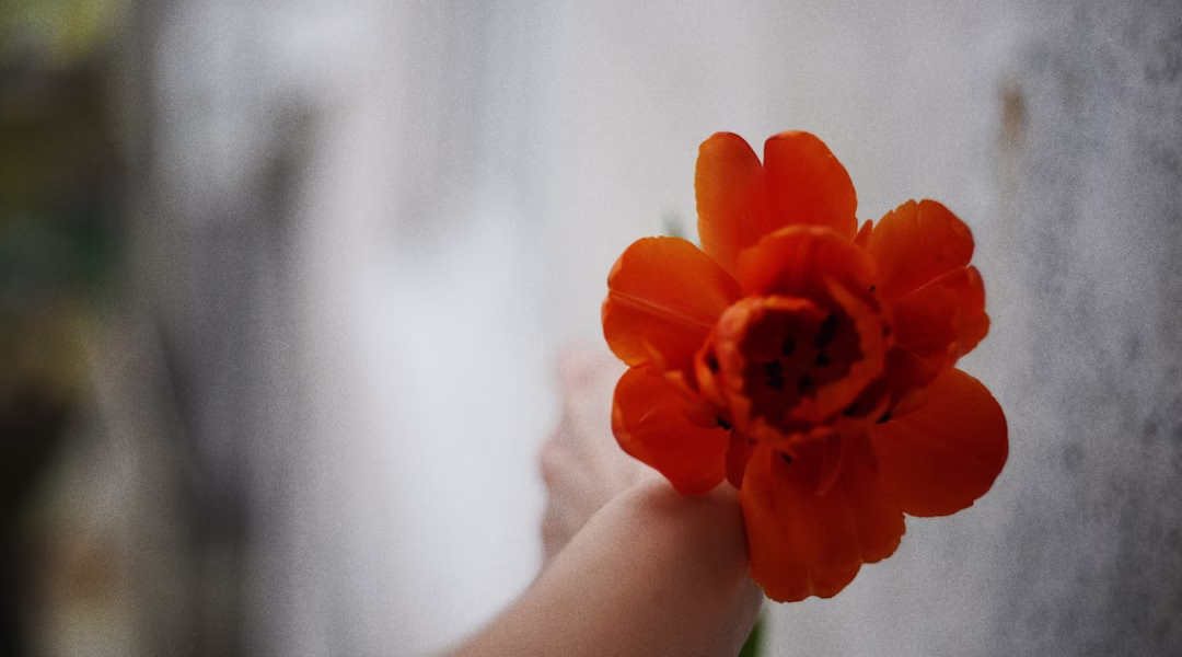 讓花兒為你開 溫暖的聲音 讓花兒為你開 溫暖的聲音