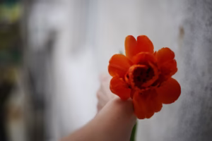 讓花兒為你開 溫暖的聲音 讓花兒為你開 溫暖的聲音