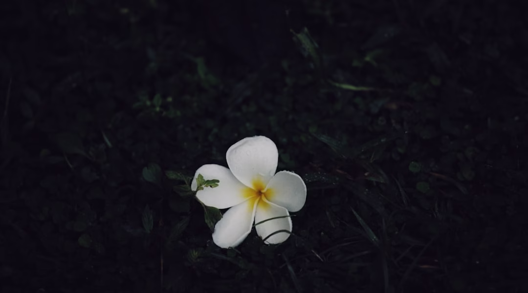 花開之光,我的希望 花開之光,我的希望