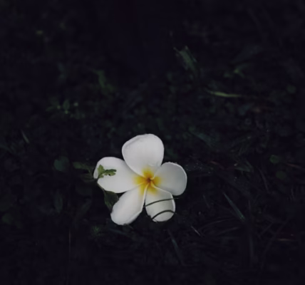 花開之光,我的希望 花開之光,我的希望