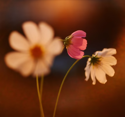 花開時的靜好回聲 花開時的靜好回聲