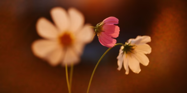 花開時的靜好回聲