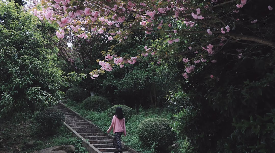 《阿里山姑娘》歌聲中的風 《阿里山姑娘》歌聲中的風