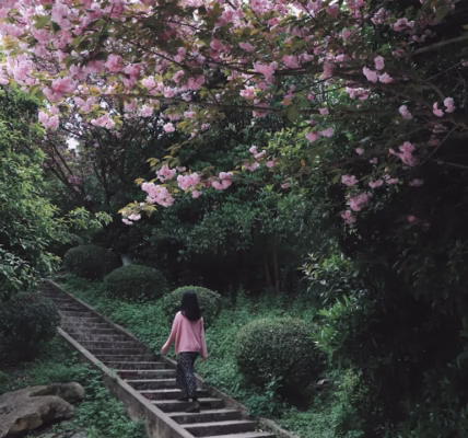 《阿里山姑娘》歌聲中的風 《阿里山姑娘》歌聲中的風