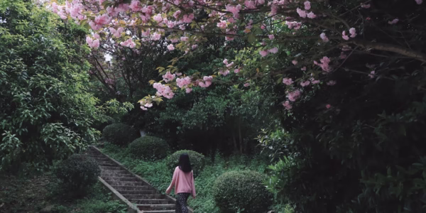 《阿里山姑娘》歌聲中的風