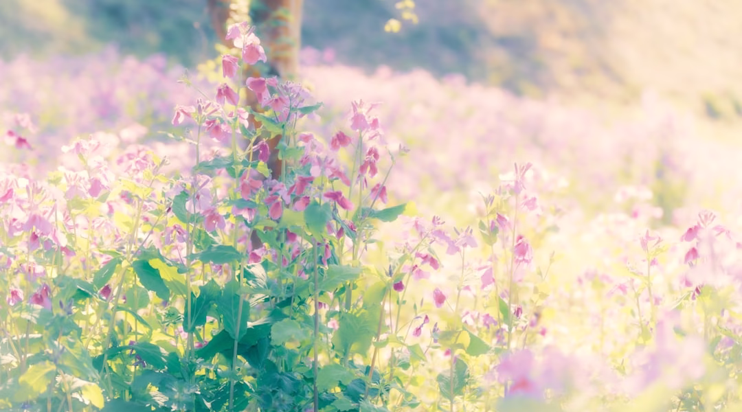 阿里山姑娘 把我帶回 阿里山姑娘 把我帶回