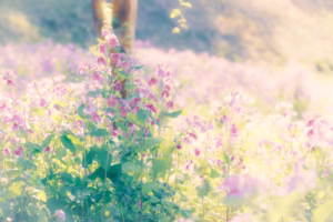 阿里山姑娘 把我帶回 阿里山姑娘 把我帶回