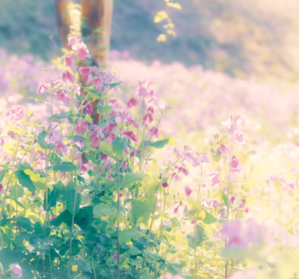 阿里山姑娘 把我帶回 阿里山姑娘 把我帶回