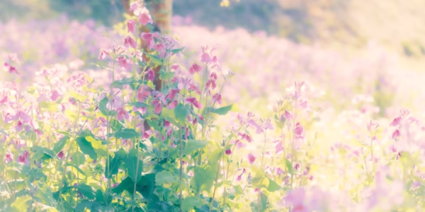 阿里山姑娘 把我帶回