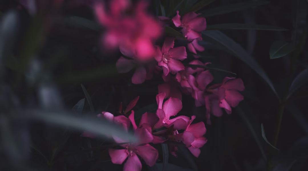 舌止的花朵,心語的回響 舌止的花朵,心語的回響