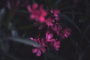 舌止的花朵,心語的回響 舌止的花朵,心語的回響