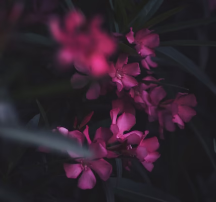 舌止的花朵,心語的回響 舌止的花朵,心語的回響