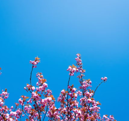 失望裡的光 失望裡的光