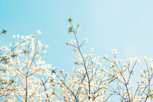 倔強的光:我與失望的對話 倔強的光:我與失望的對話