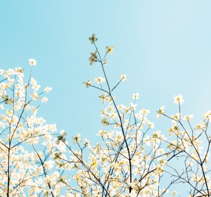 倔強的光：我與失望的對話