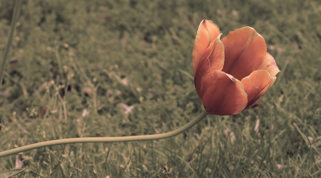 《倔強》在雨夜的心聲 《倔強》在雨夜的心聲