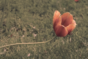 《倔強》在雨夜的心聲 《倔強》在雨夜的心聲