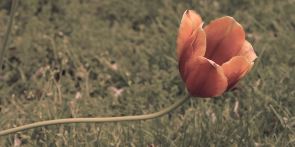《倔強》在雨夜的心聲