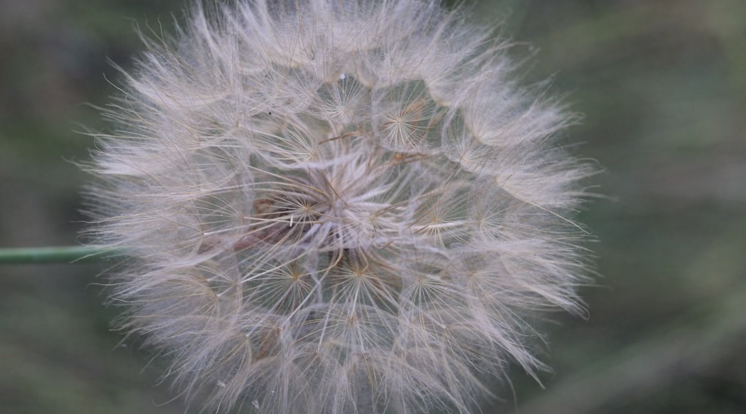 假如夢真的有你
