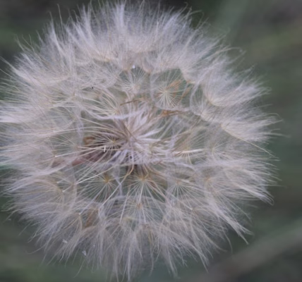 假如夢真的有你 假如夢真的有你