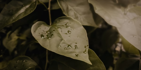 雨聲中我聽見你的離別