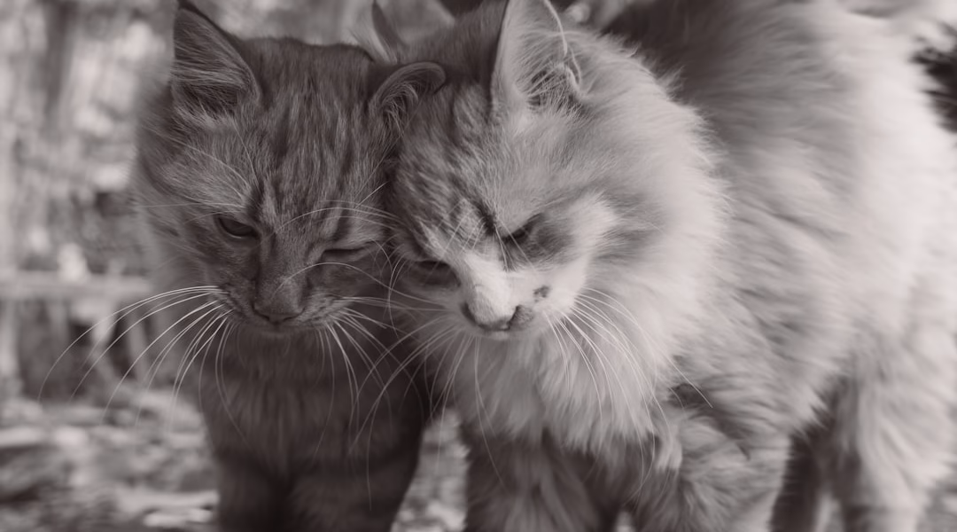 兄弟的笑聲裡，回家的路