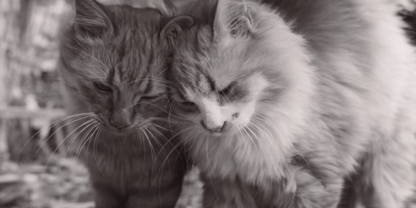 兄弟的笑聲裡，回家的路