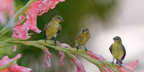 風在樹裡的低語