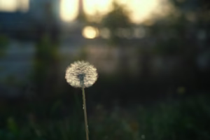 稻香回憶:不忘初心 稻香回憶:不忘初心