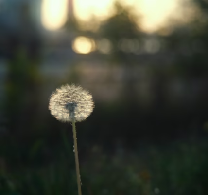 稻香回憶:不忘初心 稻香回憶:不忘初心