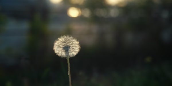 稻香回憶：不忘初心