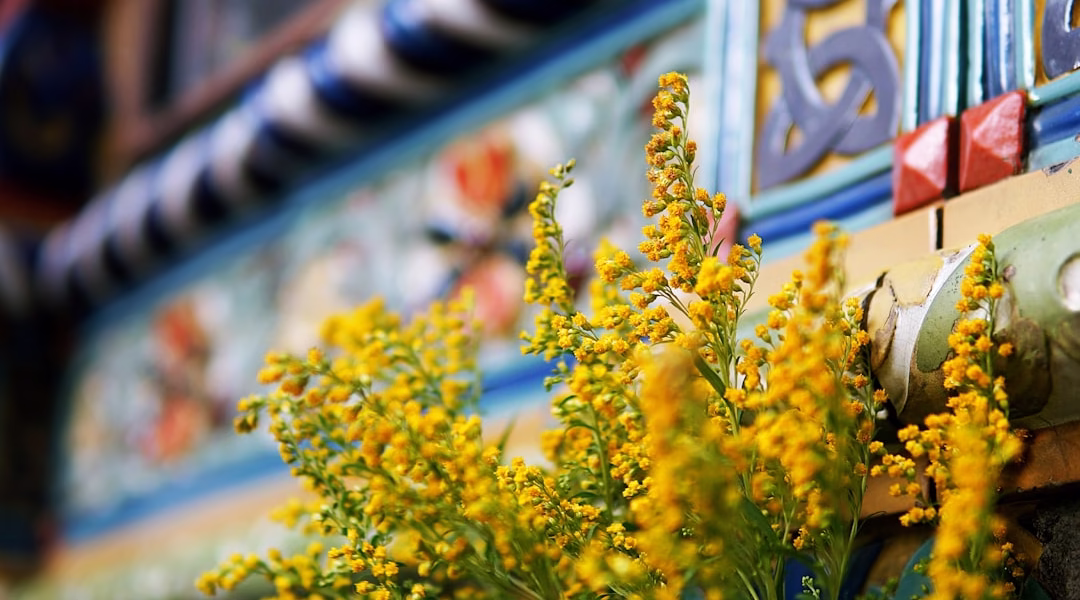 青花瓷，记忆的光影