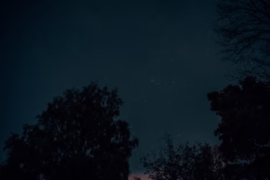 月下寂寥的夜來香 月下寂寥的夜來香