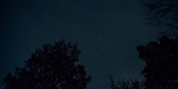 月下寂寥的夜來香