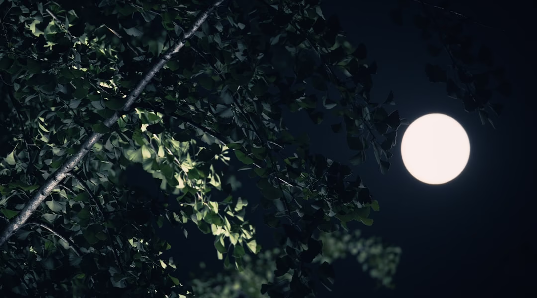 月光裡的靜默回音 月光裡的靜默回音