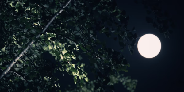 月光裡的靜默回音