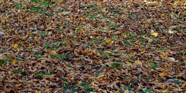 秋風中的回憶軌跡