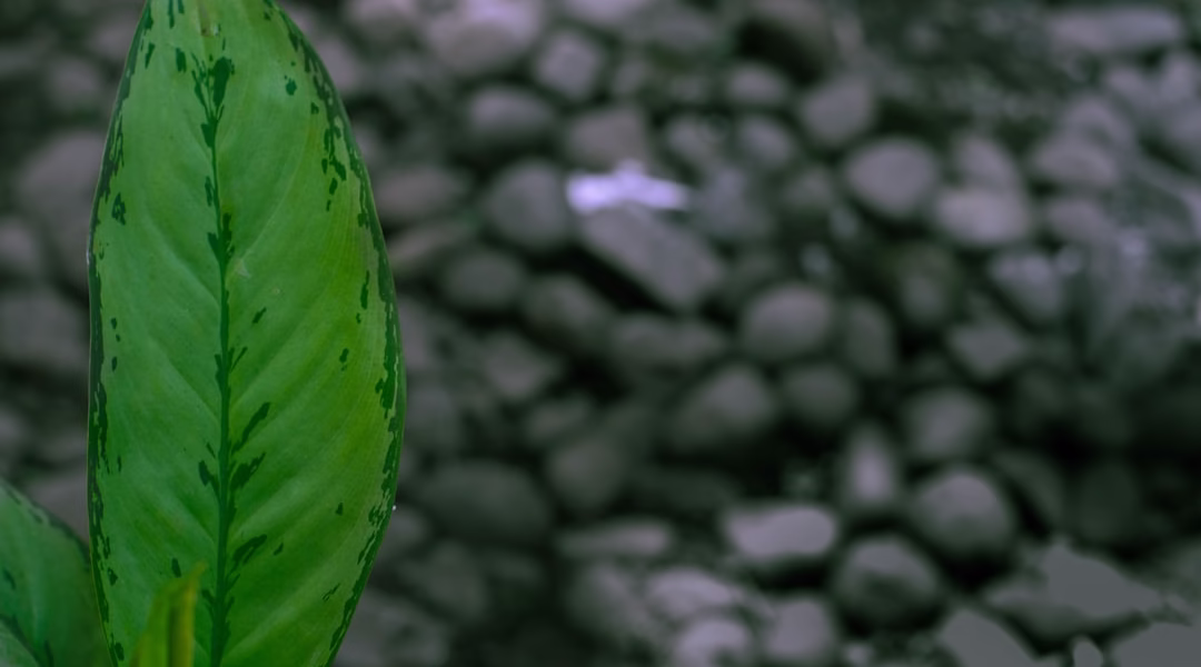 綠光里的青春誓言