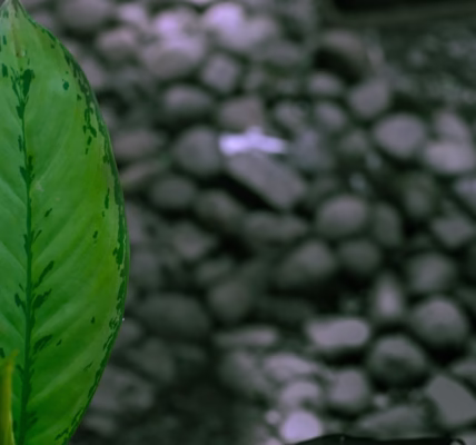 綠光里的青春誓言 綠光里的青春誓言