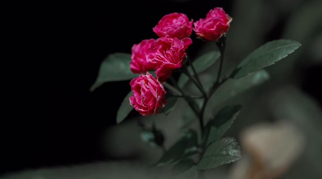 在成全里聆听爱 在成全里聆听爱